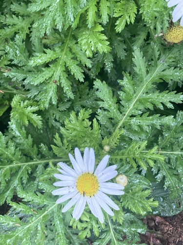 Argyranthemum broussonetii (Argyranthemum broussonetii)