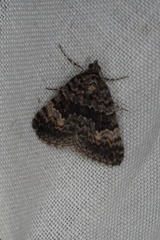 Dichromodes semicanescens