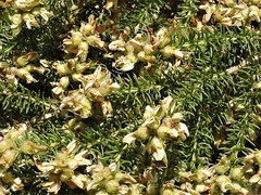Aspalathus excelsa