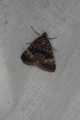 Dichromodes semicanescens