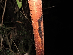 Socratea