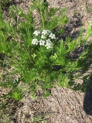 Bifora americana