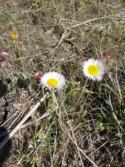 Erigeron tracyi