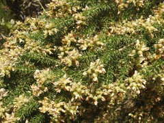 Aspalathus excelsa