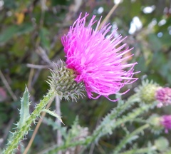 Carduus