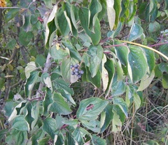 Cornus sanguinea