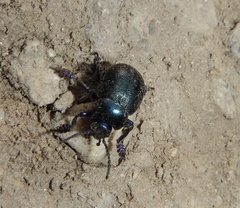 Chrysomelidae