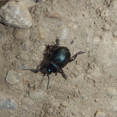 Chrysomelidae