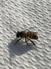 Apis mellifera