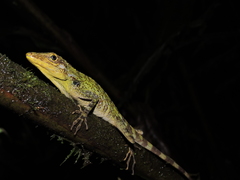 Anolis podocarpus