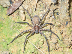 Heteropoda amphora