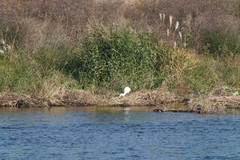 Ardea alba