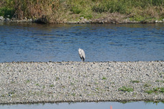 Ardea cinerea