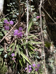 Sarcochilus ceciliae