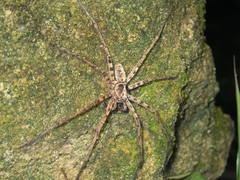 Heteropoda amphora