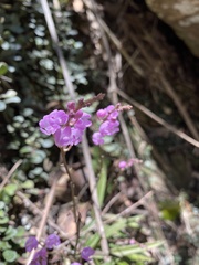 Sarcochilus ceciliae