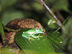 Nymphargus posadae