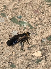 Campsomeriella thoracica