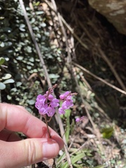 Sarcochilus ceciliae