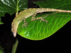 Anolis podocarpus