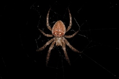 Pararaneus cyrtoscapus