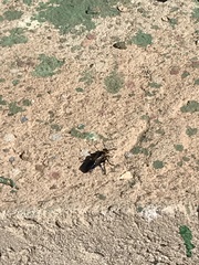 Campsomeriella thoracica