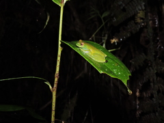 Hyloscirtus phyllognathus