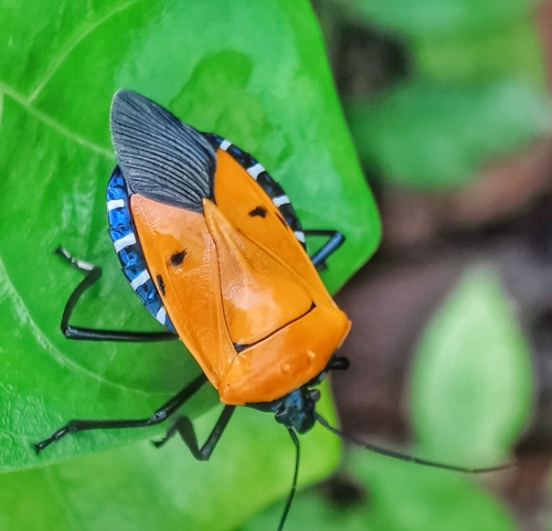 Catacanthus incarnatus