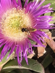 Philanthus triangulum