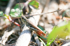 Chorthippus maritimus maritimus