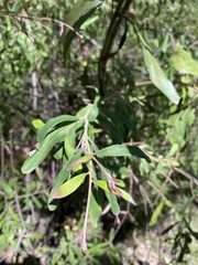 Grevillea linsmithii