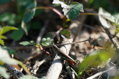 Chorthippus maritimus maritimus