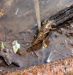 Arigomphus