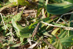 Chorthippus maritimus maritimus