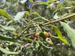 Grevillea linsmithii