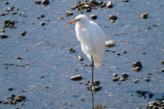 Ardea alba