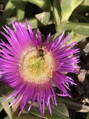 Philanthus triangulum