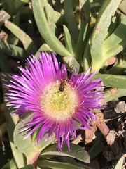 Philanthus triangulum