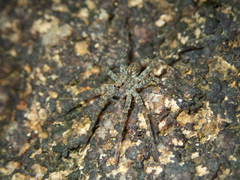 Pardosa sumatrana