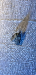 Acleris chalybeana