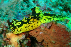 Notodoris gardineri