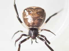 Episinus nubilus