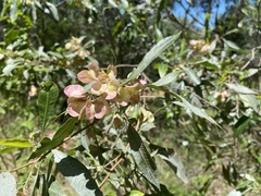 Dodonaea viscosa spatulata