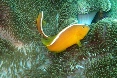 Amphiprion sandaracinos