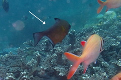 Pempheris vanicolensis