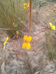 Stylidium luteum