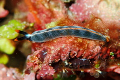 Thuridilla gracilis
