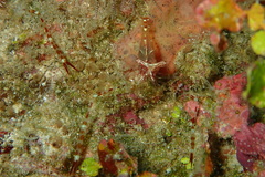 Cuapetes ischiospinosus