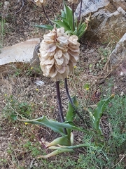 Veltheimia