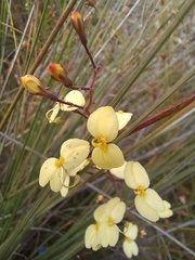 Stylidium luteum